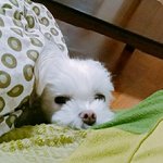 [ㅠㅠㅠㅠㅠ] 야근데진짜 지금키우는강아지가 죽으면 슬플듯