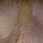 [댓글부탁해] 얘들아 강아지 <b>알레르기</b> 낫어 ㅠㅠ