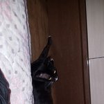 우리집 고양이 ㅈㄴ웃김