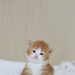 [댓글부탁해] 외모지상주의 관종 걔 <b>리터</b>칭해봤오