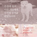 뜬장 대형견의 공격으로 <b>내장</b>이 <b>파열</b>된 황구