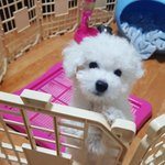[BAP] ㅋㅋㅋㅋㅋ아빠해봐
