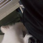 [댓글부탁해] 우리집 강아지 아픈데