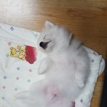 [EXO] 우리<b>집</b> 강아지 이렇게 자는데...?