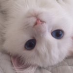 얘들아 반대<b>폭탄</b> 받고 싶어