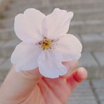 벚꽃 언제<b>피지</b>