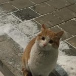 ㅇㅈ고양이 진짜 존귀다