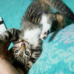 [고양이] 우리집 똥<b>고냥</b>이&amp;뚱냥이 고니 (네번째)