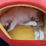 나의 동거묘 <b>도칠</b>이 '앞태, 뒤태, 등태,꼬리태' '태모음'