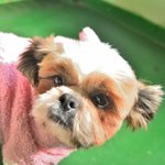 <b>정민</b>/시츄/남아(중성화완료)/3살/5kg   동그랗고 복스러운 얼굴에...