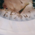 [댓글부탁해] [약혐] <b>구피</b> 키우는 판녀들 도와줘ㅠㅠㅠㅠ