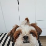 [강아지] 너무보고싶어서