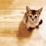 [뚜엘하몽] <b>미묘</b> 하몽이와 뚜엘이 그리고 새식구 리오!!!! 12