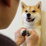 [댓글부탁해] 우리집 좀 <b>과잉</b>보호같음