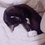 [ㅠㅠㅠㅠㅠ] 아 ㅠ로드킬당한 냥이 치우고있음