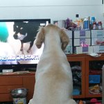 [강아지] 다들 우리집 대형견 다람이좀 보구가