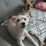 [강아지] 14년키운 강아지가 호스피스래요