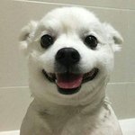 [드루와] 제멋 <b>덤블</b> 후드집업 있는사람?