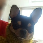 [ㅋㅋㅋㅋㅋ] ㅋㅋㅋㅋ 울이모가 <b>강쥐</b> 목도리 뜨개질해서 보내줬는데...