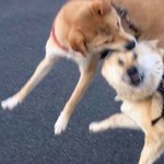 [조언부탁해] ㅠㅠㅠ교정한 판녀들 좀 도와줘 ㅜㅜ