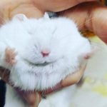 [드루와] 내 귀여운 <b>햄</b><b>찌</b> 보구가