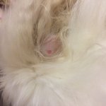 강아지 엉켜서 뭉친털 잘랐는데 <b>피나</b>ㅜㅜ