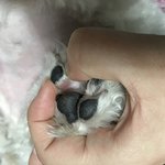 [댓글부탁해] 우리집 강아지 미용하고 발바닥상처났는데