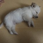 [댓글부탁해] 야 나 내일 예비소집일인데 이렇게