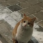 [댓글부탁해] 야 내일 롱패딩 입어야 돼???