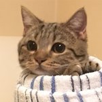 [드루와] 얘들아 틧터 <b>플텍</b> 걸면
