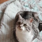[고양이] 빵꼬네
