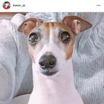 [댓글부탁해] <b>조권</b> 인스타에 강아지 다시 올라옴