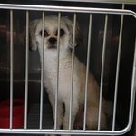 시<b>츄</b>믹스 남아 한살추정 4킬로 제발...