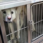 진돗개 남아 2살<b>추정</b> 19킬로 너무순함