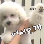[EXO] 구글레몬은 무슨ㅋㅋㅋㅋ 내가 욕받이 총대한다