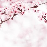 [10대의성] 나 임신 12주<b>차야</b>