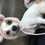 +추가)사랑스러운 <b>똥개</b>~ 복길이