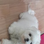 울집 강아지 움짤 많이 만들었는데 판 <b>용량</b>제한 개같아
