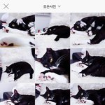 [댓글부탁해] 우리집 <b>야옹</b>이 좀 보고가 ㅋㅋㅋㅋㅋㅋ
