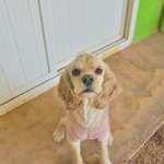 <b>니엘</b>/코카스파니엘/남아(중성화완료)/3-4살 추정/5.5kg  ...