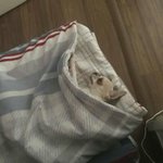 [댓글부탁해] 카톡 프<b>배사</b>할것좀