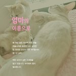 따뜻한 모성애 가득한 수지가 구내염을 이겨내도록