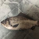 [드루와] 예전에 톡선필<b>통자</b>랑글 생선필통인데