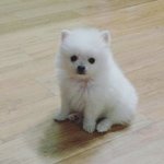 [댓글부탁해] 뚱뚱하면 좀 별로임?