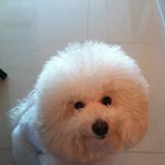 (88년생부사장)제 강아지인데 어떤<b>지요</b>?
