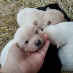 사진속 진돗개 <b>몇일</b> 됬나요?