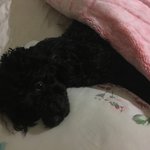 [EXO] 우리 강아지 ㅈㄴ 사람처럼 자
