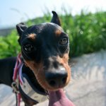 사과/미니핀/3살/<b>여아</b>/6kg    사과처럼 예쁜 사과입니다.