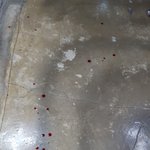  손가락을 절단 낸 강아지는 안락사 <b>or</b> 농장으로..(사진첨부)