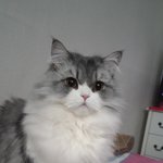 [고양이] 냥이를찾습니다